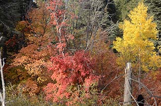 Fall Colors, Mogollon Rim, October 17, 2010